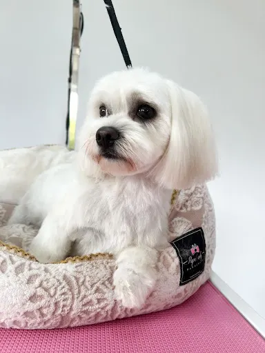 Kłaczek strzyżenie i pielęgnacja psów